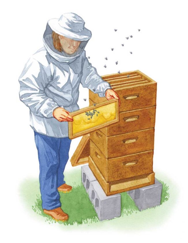 
Reader Janice Houck has been a reader since issue No. 2, and she has her farm, complete with a garden, critters, a rain water collection system and even honeybees!
